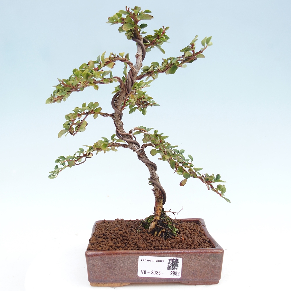 Bonsai de exterior - Cotoneaster horizontalis - Montañas Rocosas