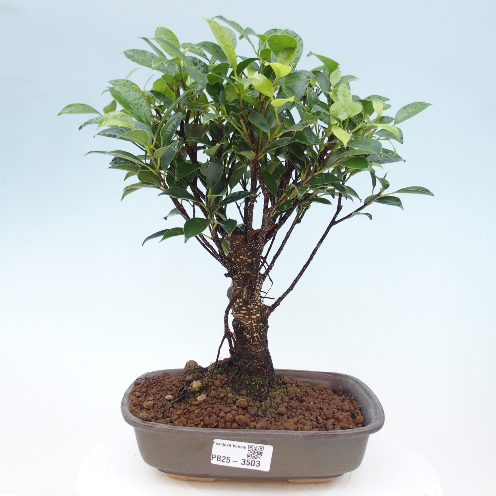 Bonsái de habitación - Ficus retusa - ficus de hoja pequeña