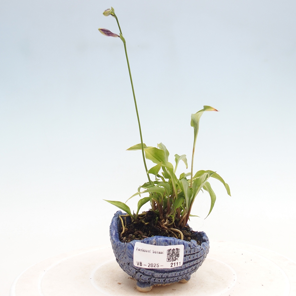 Bonsái de exterior - Mini Hosta - Bohyška