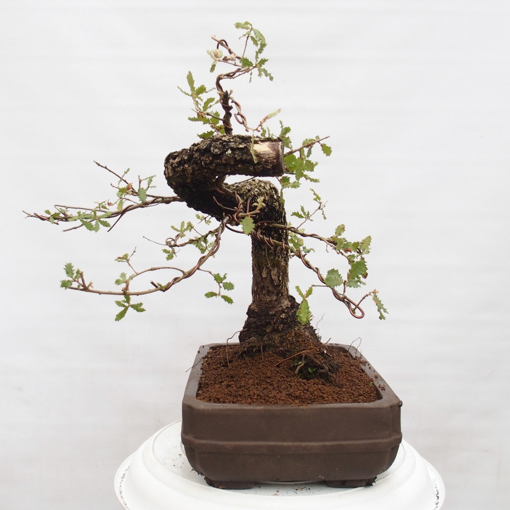 Yamadori - Quercus Ilex - Acebo de encina