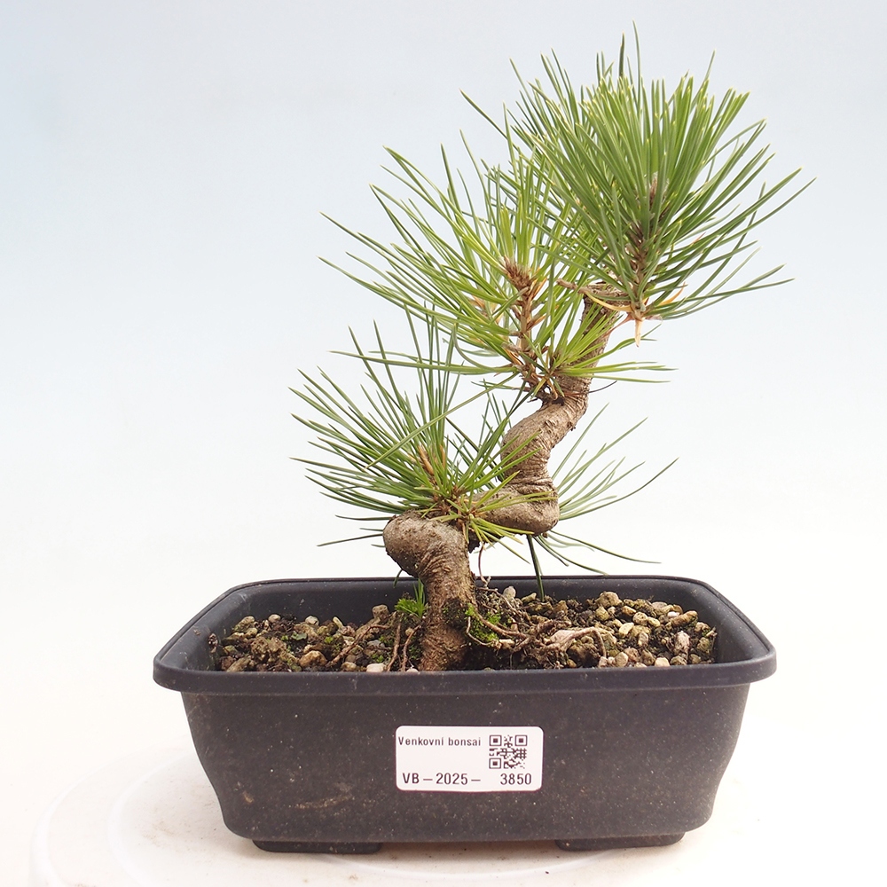 Bonsái de exterior - Pinus thunbergii - Pino Thunberg