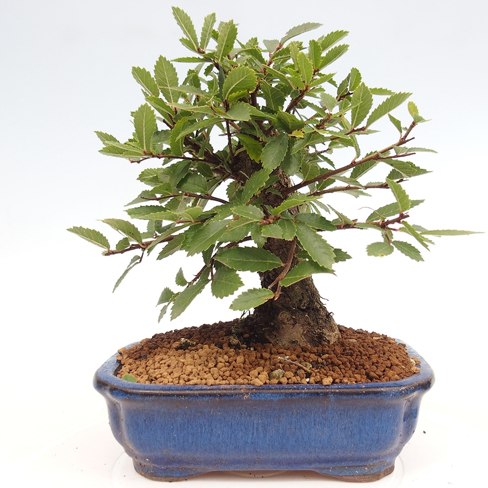 Bonsai de exterior - Zelkova - Zelkova NIRE
