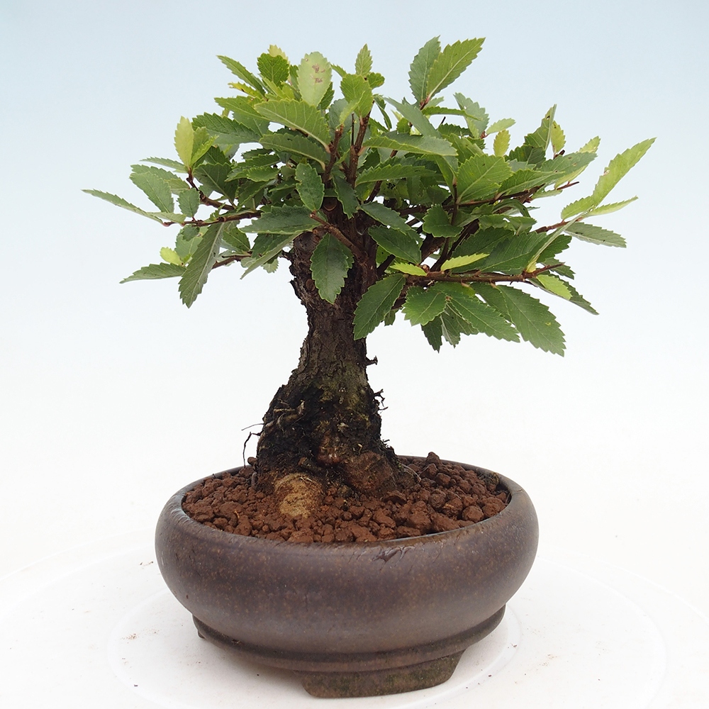 Bonsai de exterior - Zelkova - Zelkova NIRE