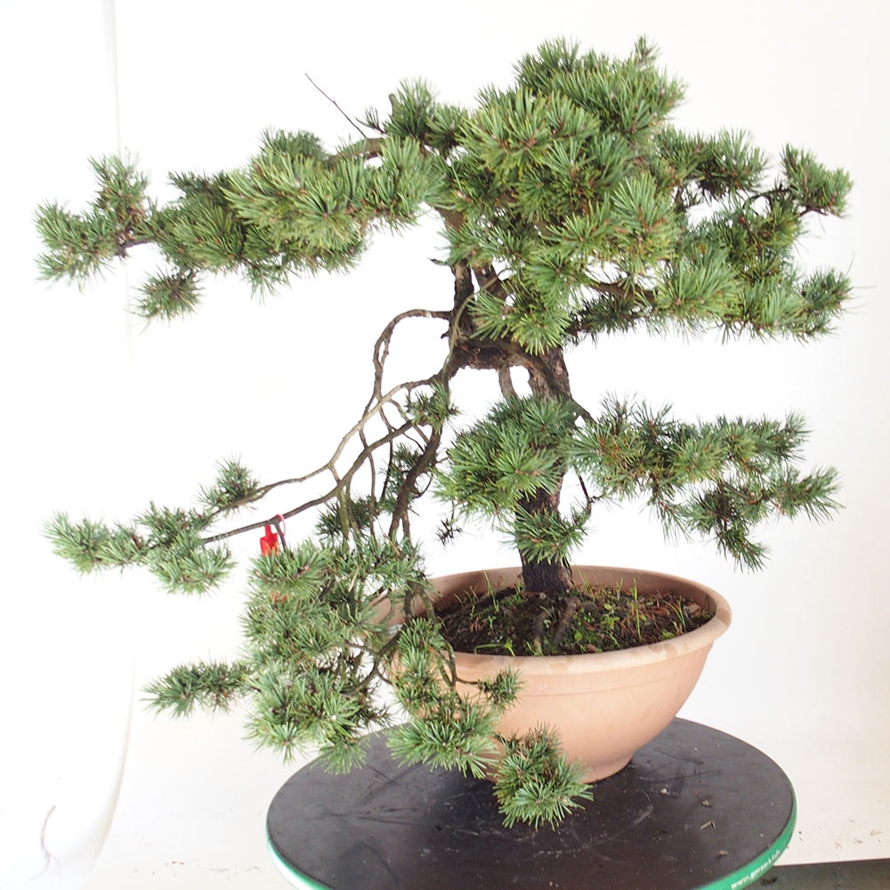Yamadori - Pinus sylvestris España