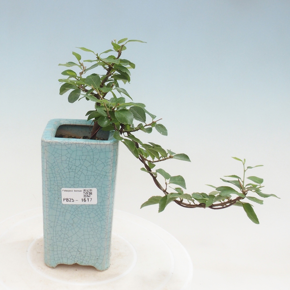 Bonsái de interior - Grewia occidentalis - Estrella de mar lavanda