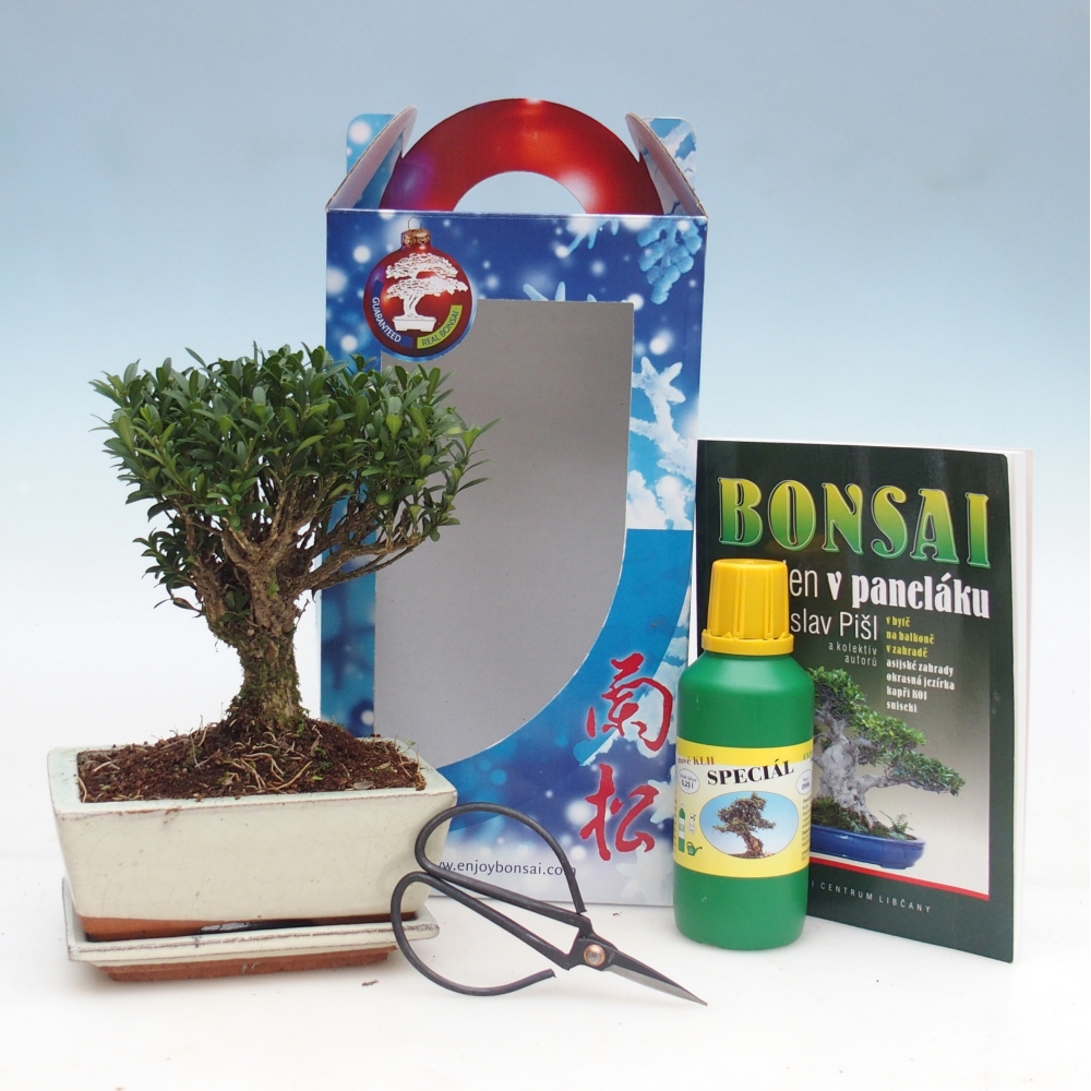 Bonsái de habitación en caja de regalo Buxus harlandii - buxus de corcho