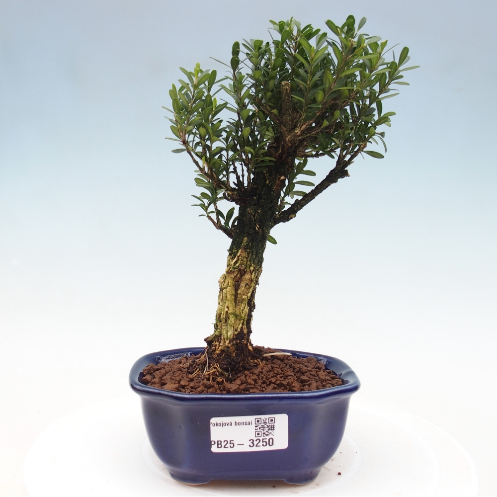 Bonsái de habitación - Buxus harlandii - buxus de corcho