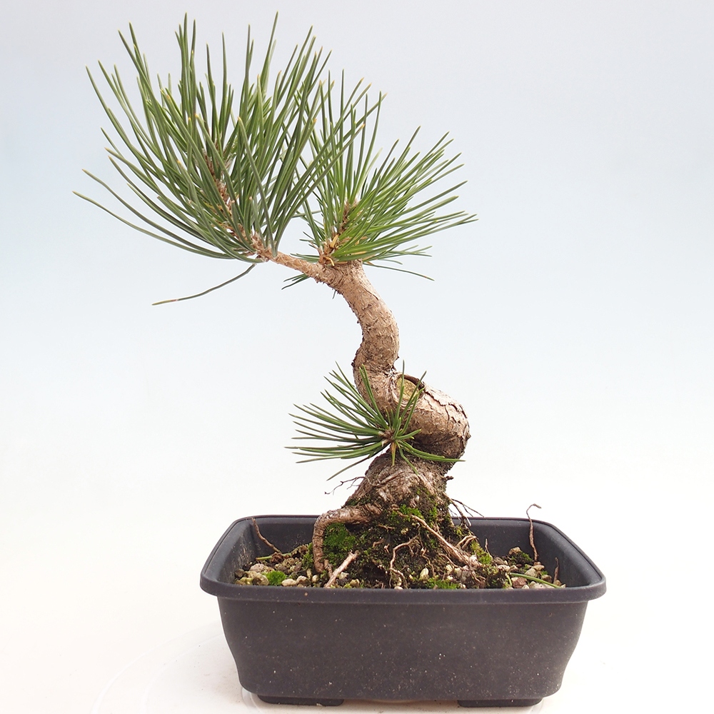 Bonsái de exterior - Pinus thunbergii - Pino Thunberg
