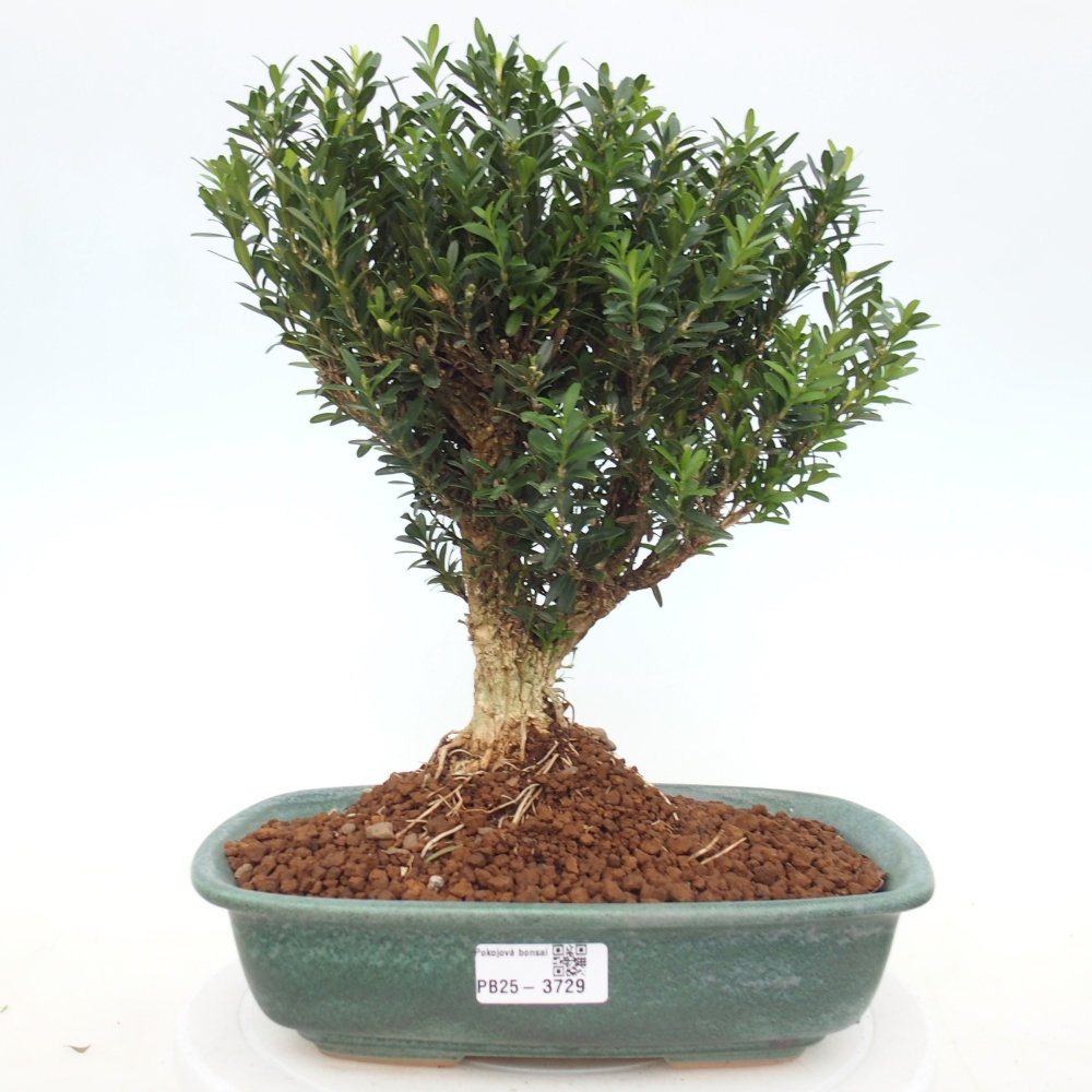 Bonsái de habitación - Buxus harlandii - buxus de corcho