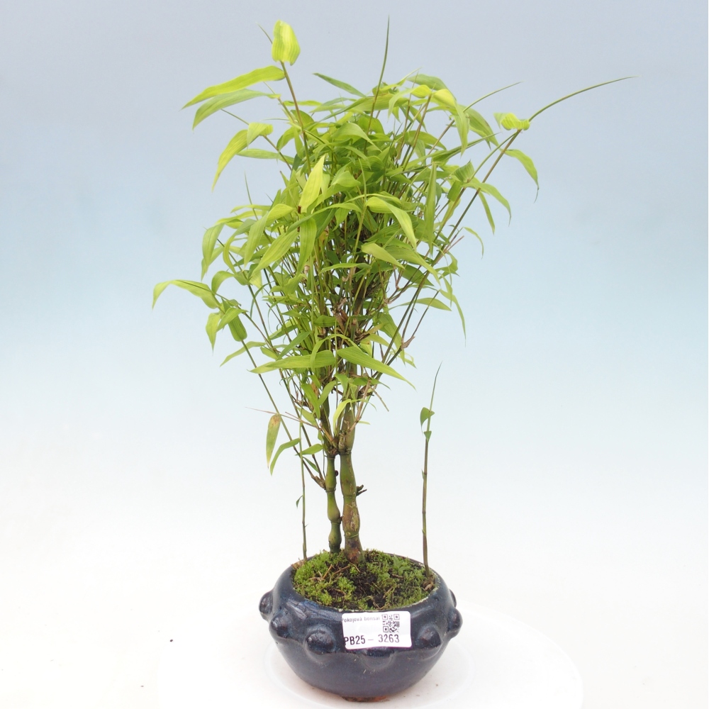 Bonsái de habitación - Bambú buda-Bambú buda barriga