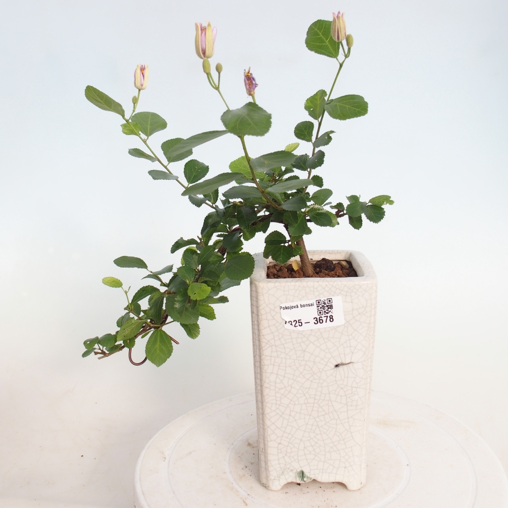 Bonsái de interior - Grewia occidentalis - Estrella de mar lavanda