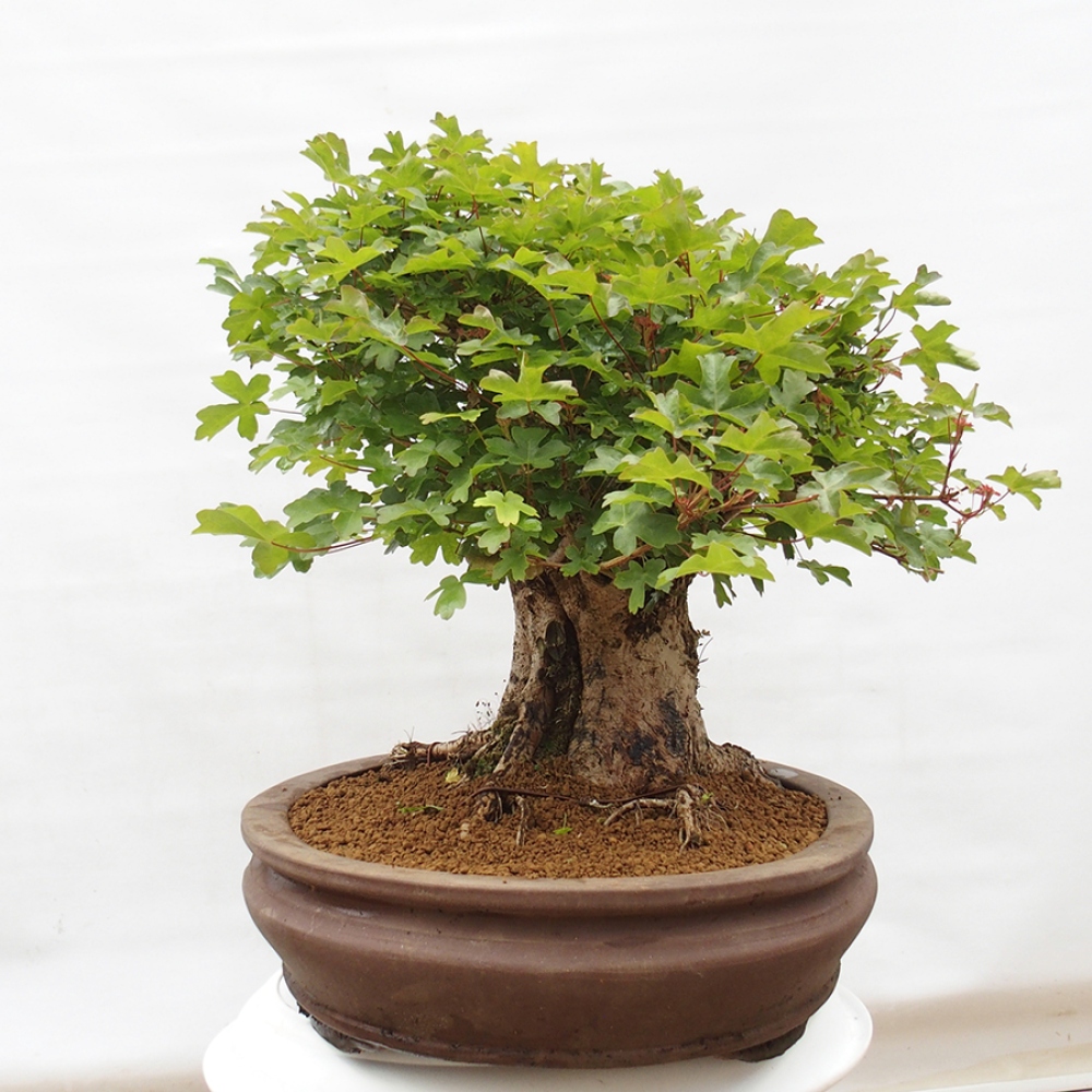 Bonsai de exterior - Acer Campestre - Arce babyka