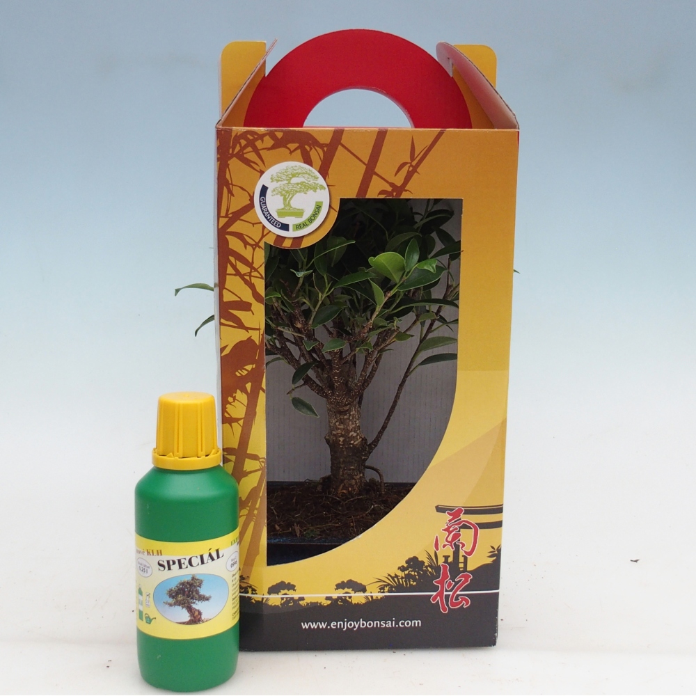 Bonsái de habitación en caja de regalo Ficus retusa - Ficus de hoja pequeña