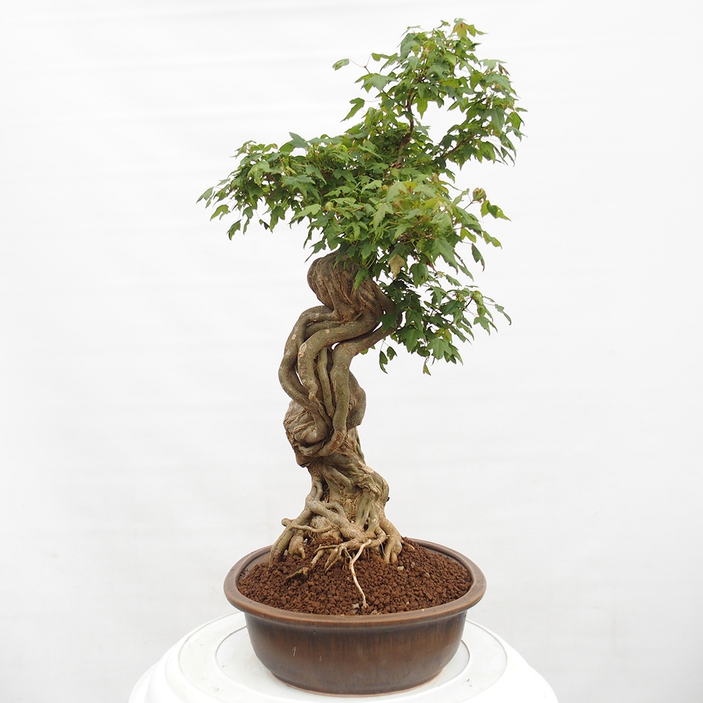Bonsai de exterior - Acer Buergerianum - Arce hamburgués