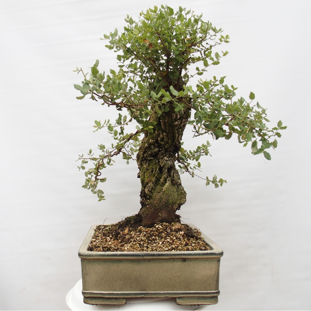 bonsai de exterior Quercus suber - Alcornoque