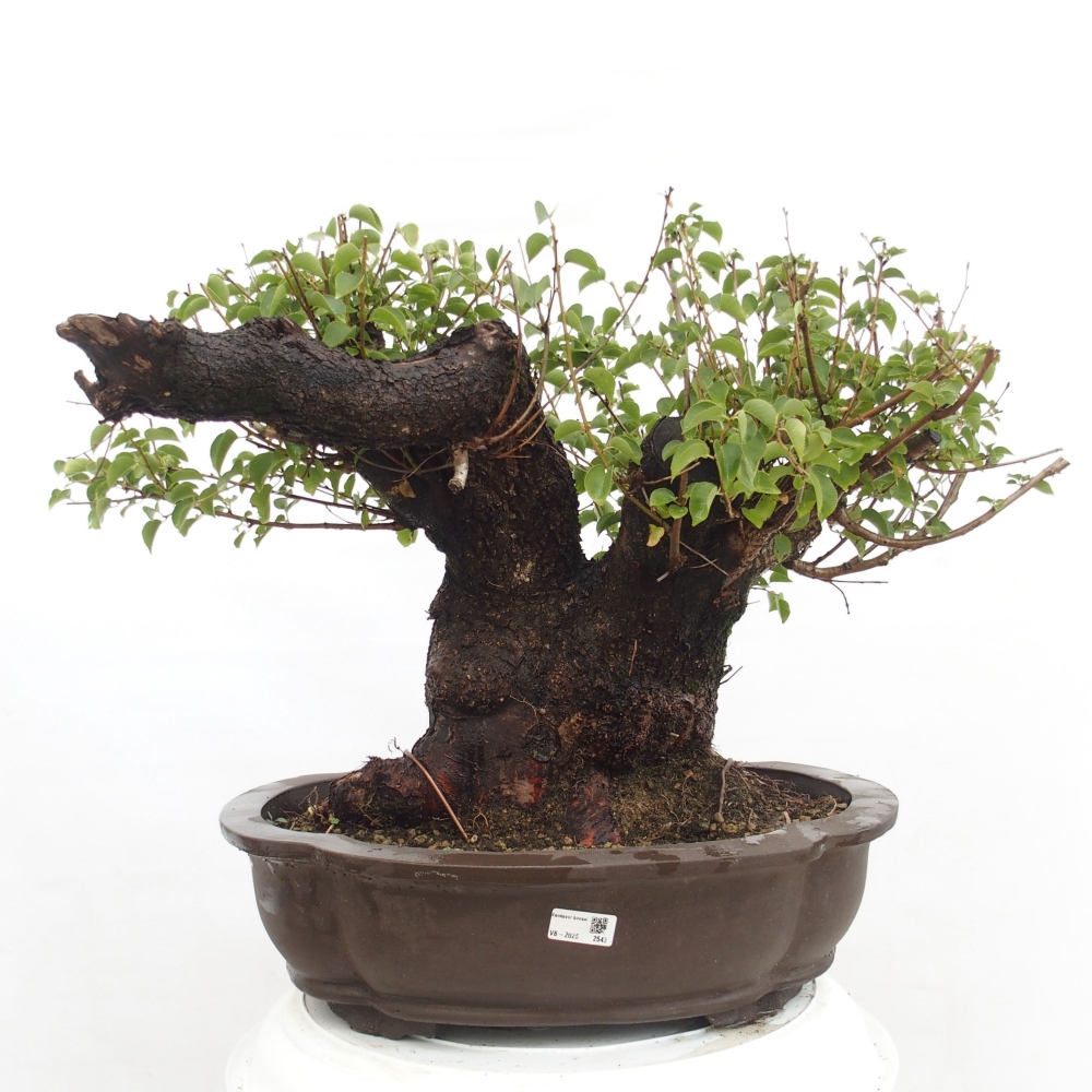 Bonsai de exterior - Mahalebka - Prunus mahaleb