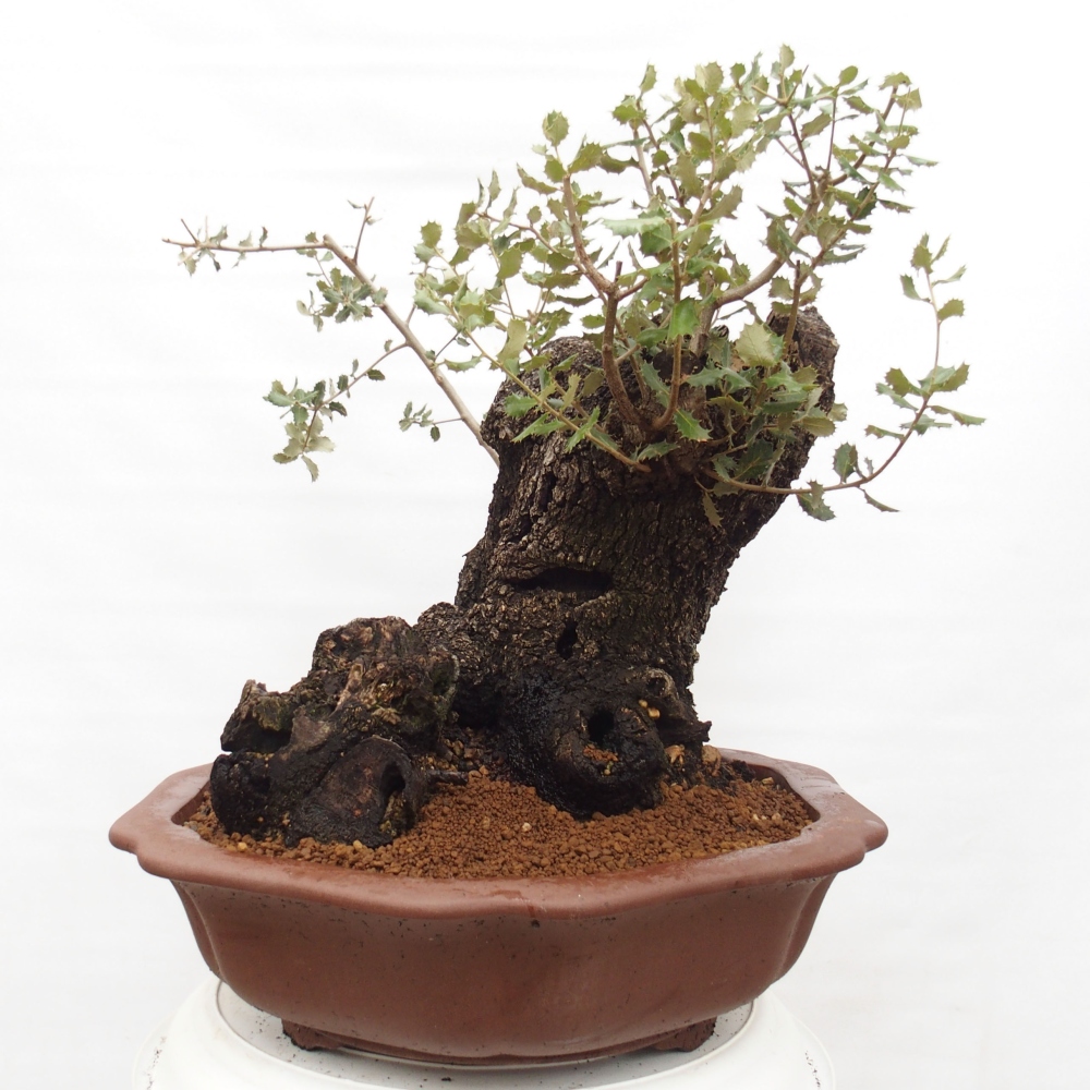 Yamadori - Quercus Ilex - Acebo de encina