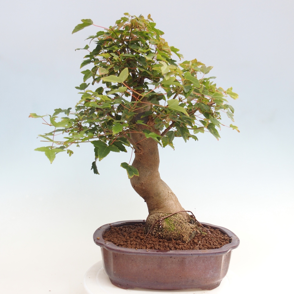 Bonsai de exterior - Acer Buergerianum - Arce hamburgués