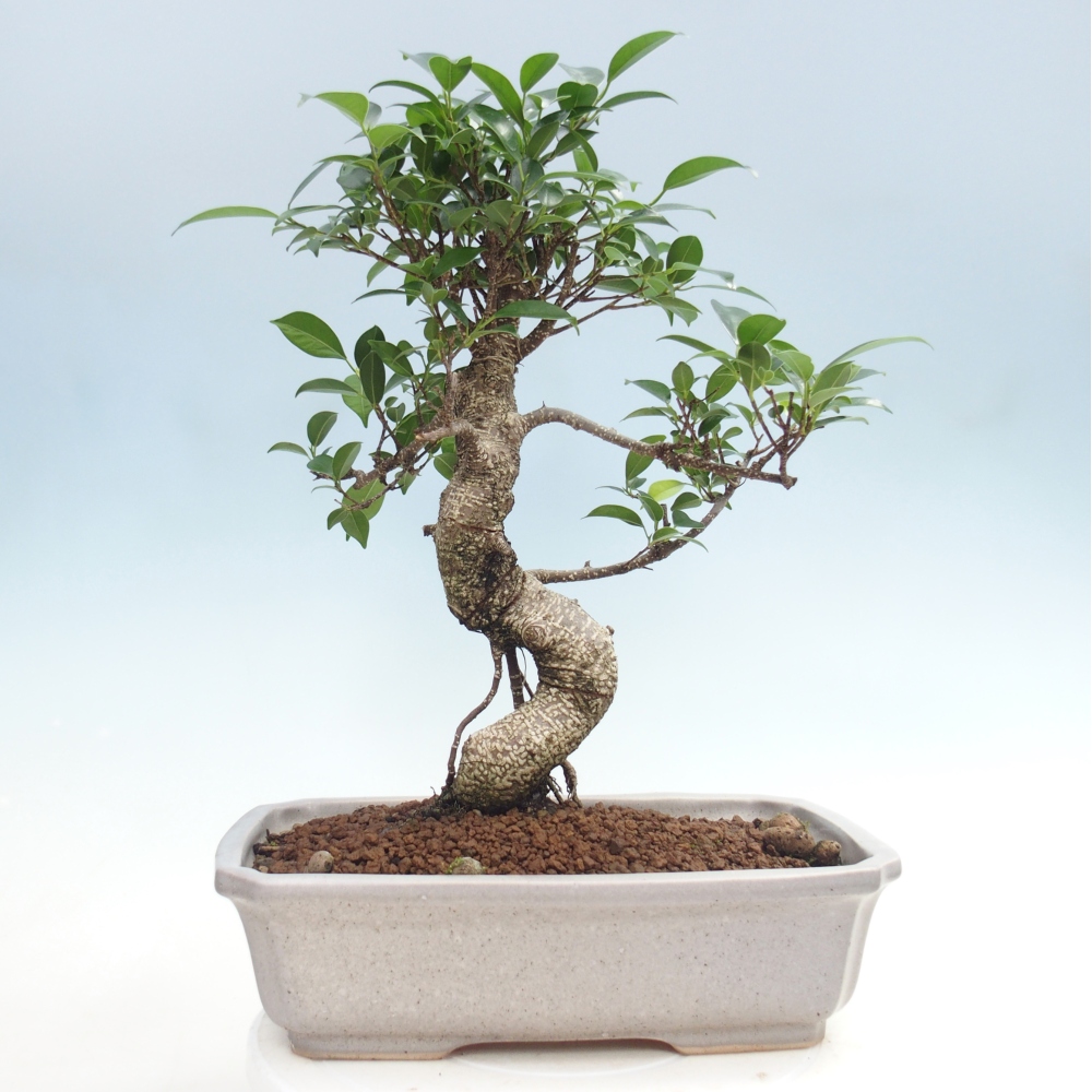 Bonsái de habitación - Ficus kimmen - ficus de hoja pequeña