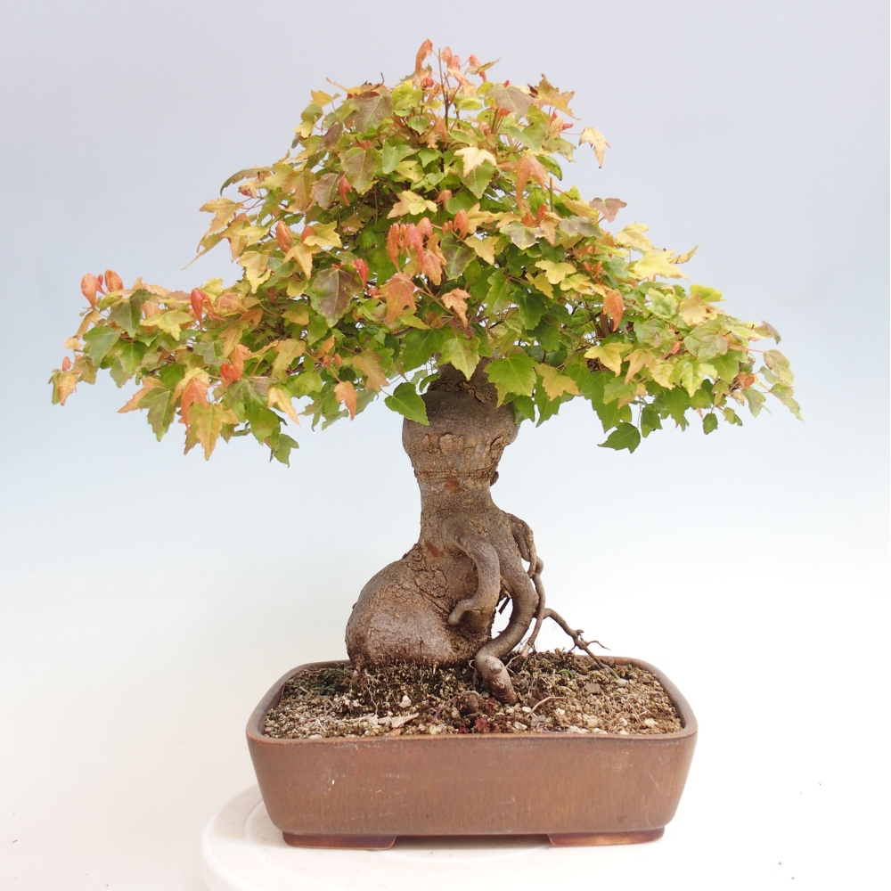 Bonsai de exterior - Acer Buergerianum - Arce hamburgués