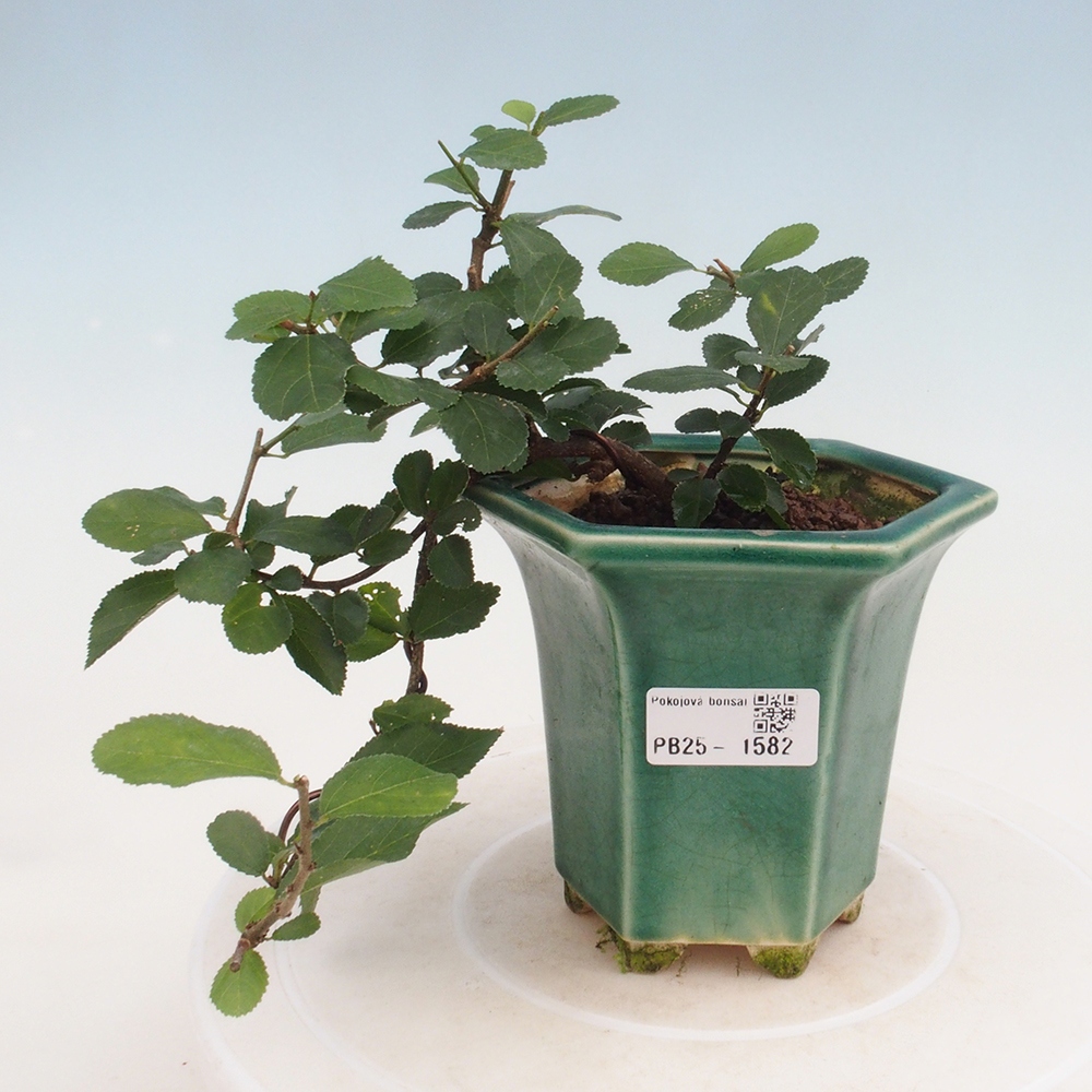 Bonsái de interior - Grewia occidentalis - Estrella de mar lavanda