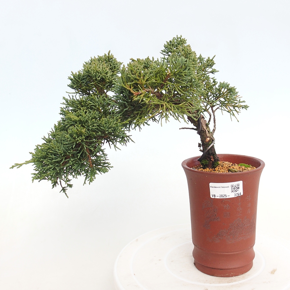 Bonsái de exterior - Juniperus chinensis Kishu