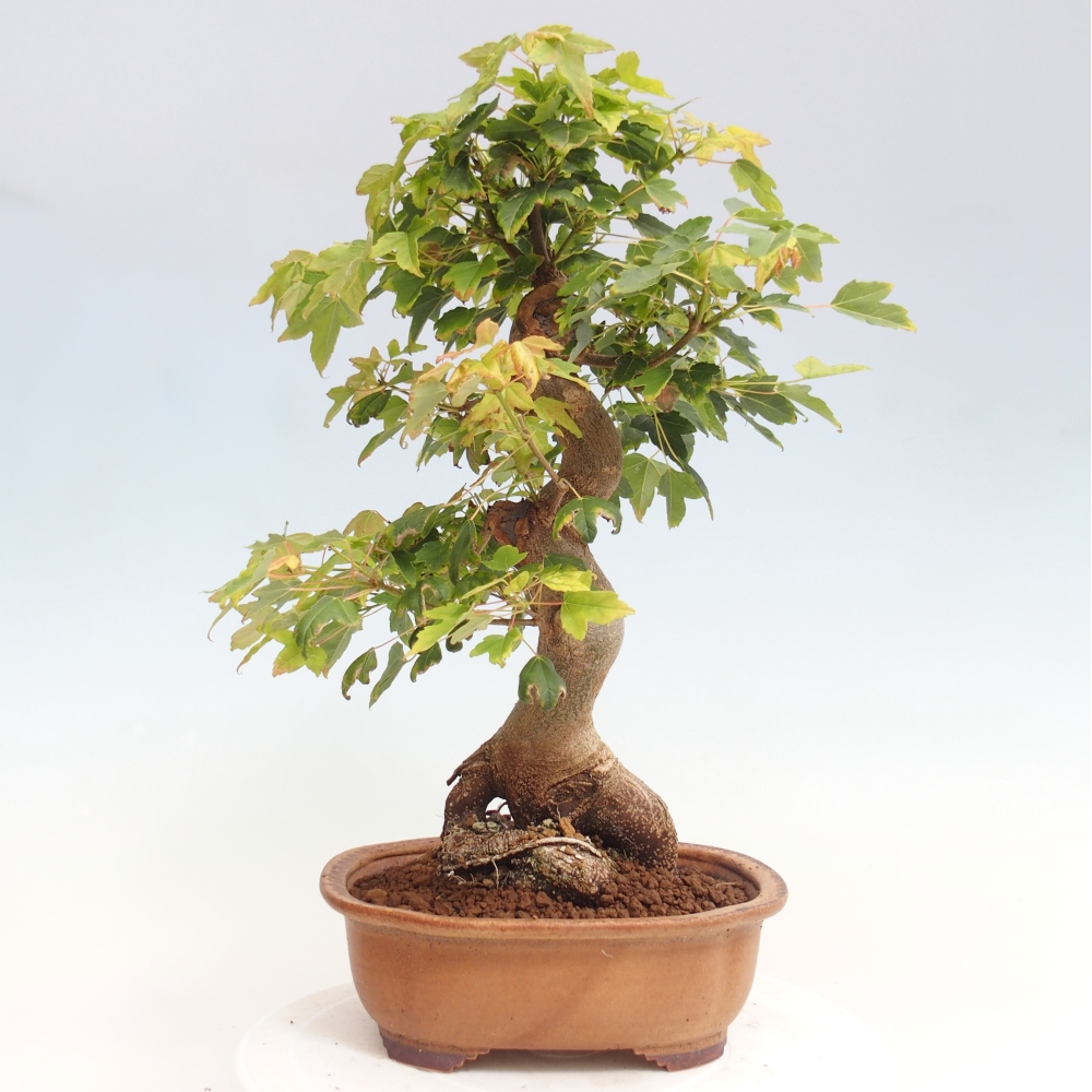 Bonsai de exterior - Acer Buergerianum - Arce hamburgués