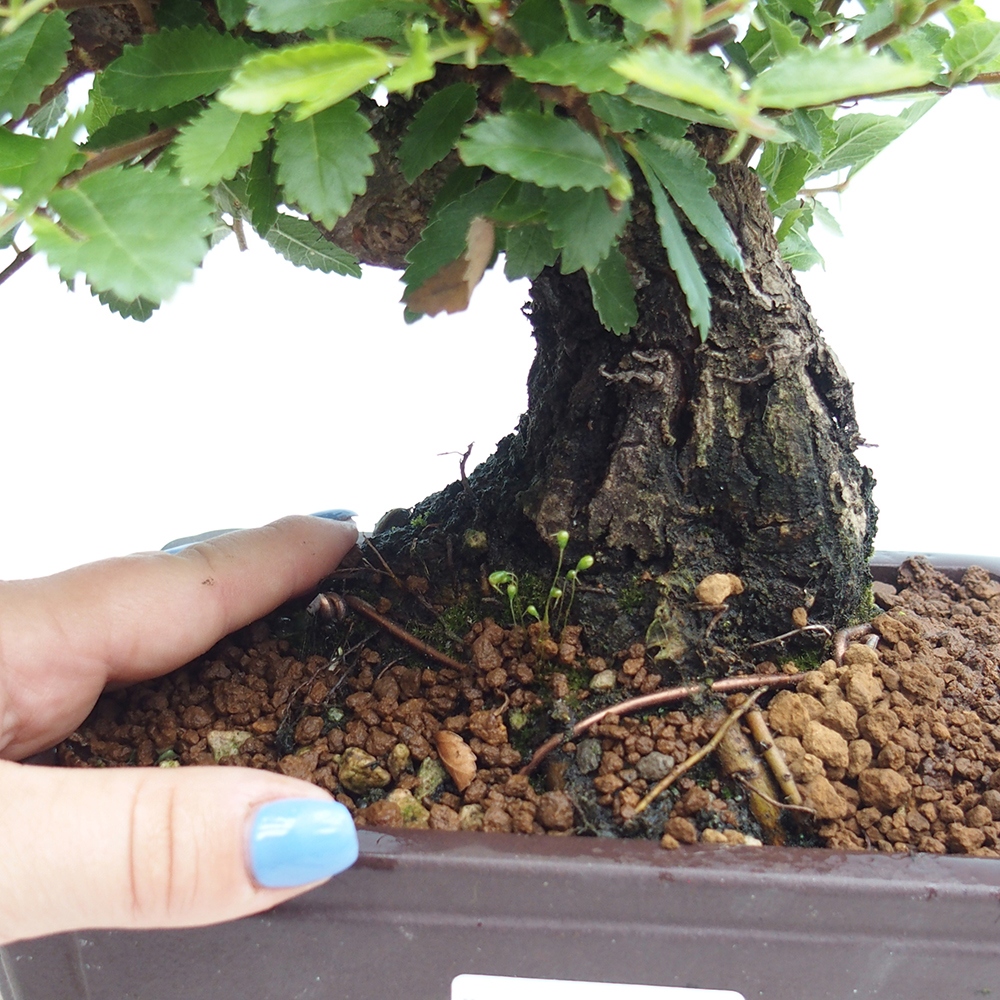 Bonsai de exterior - Zelkova - Zelkova NIRE