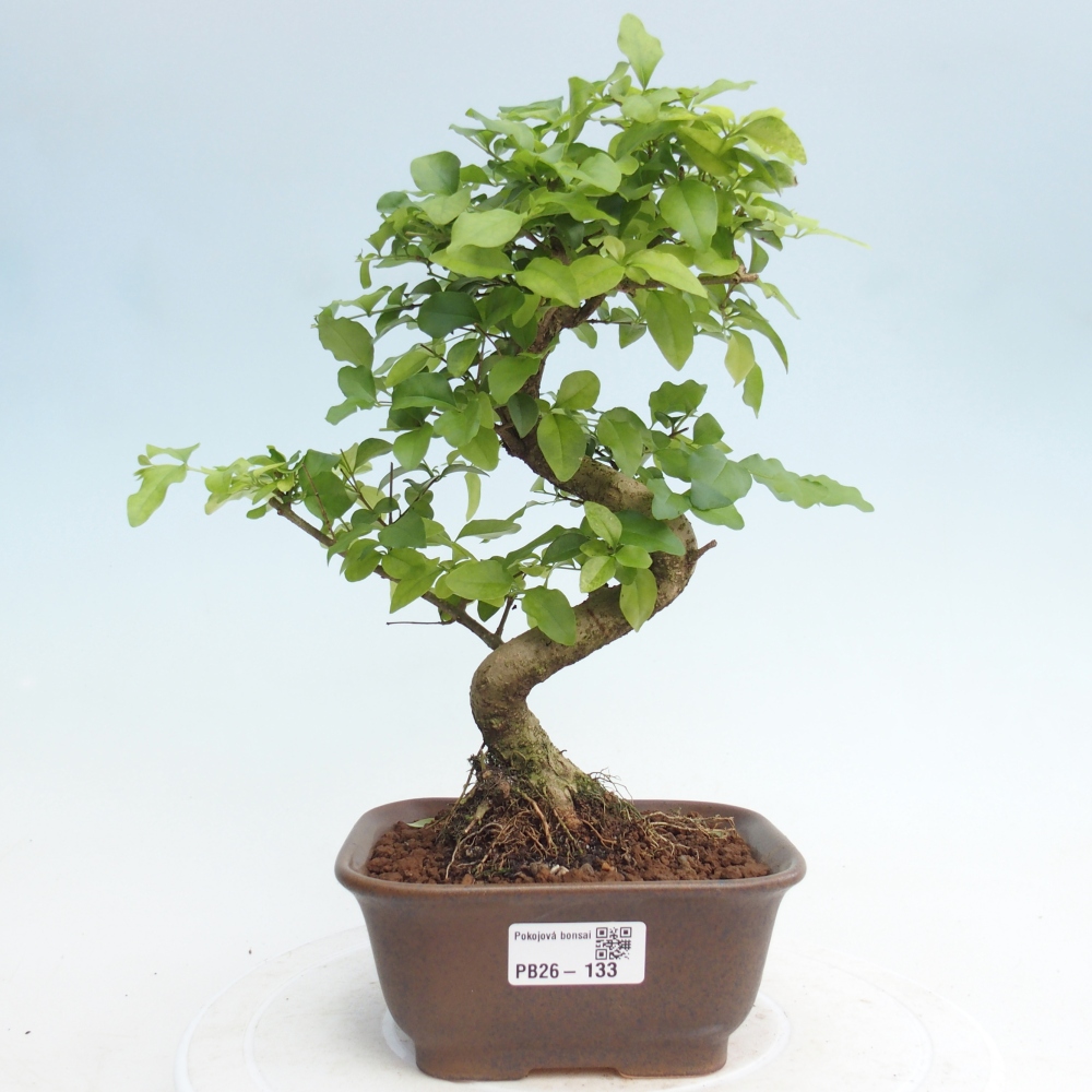 Bonsái de habitación -Ligustrum chinensis - Pico de pájaro