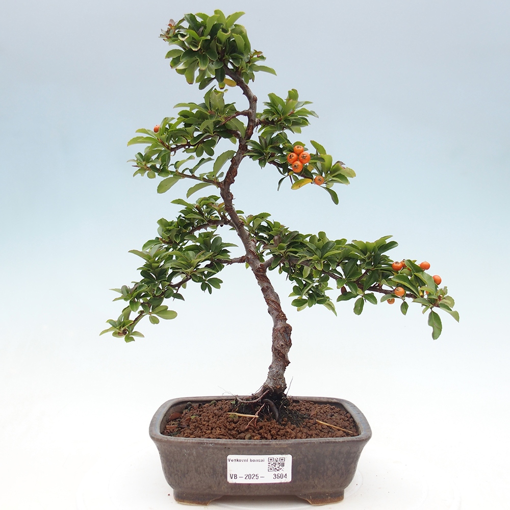Bonsái de exterior-Pyracantha Teton -Hlox