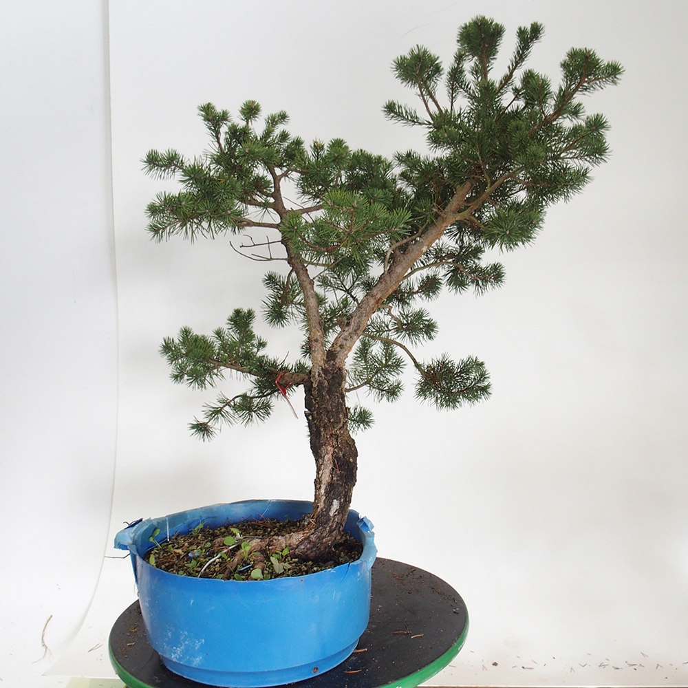 Yamadori - Pinus sylvestris España