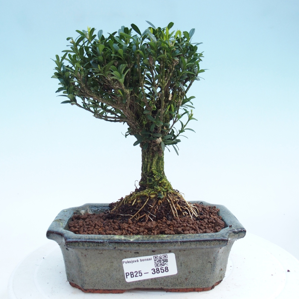 Bonsái de habitación - Buxus harlandii - buxus de corcho