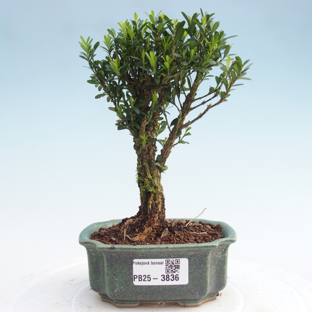 Bonsái de habitación - Buxus harlandii - buxus de corcho
