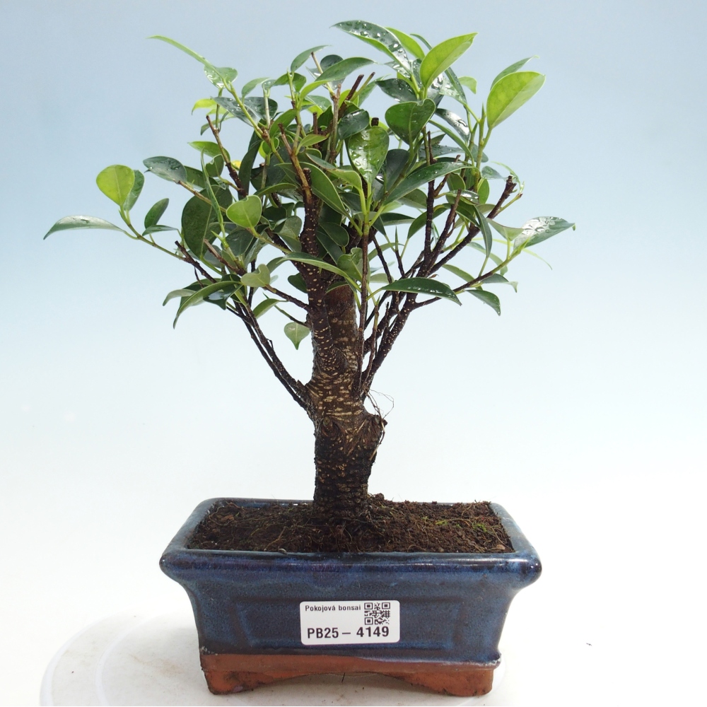 Bonsái de habitación - Ficus retusa - ficus de hoja pequeña
