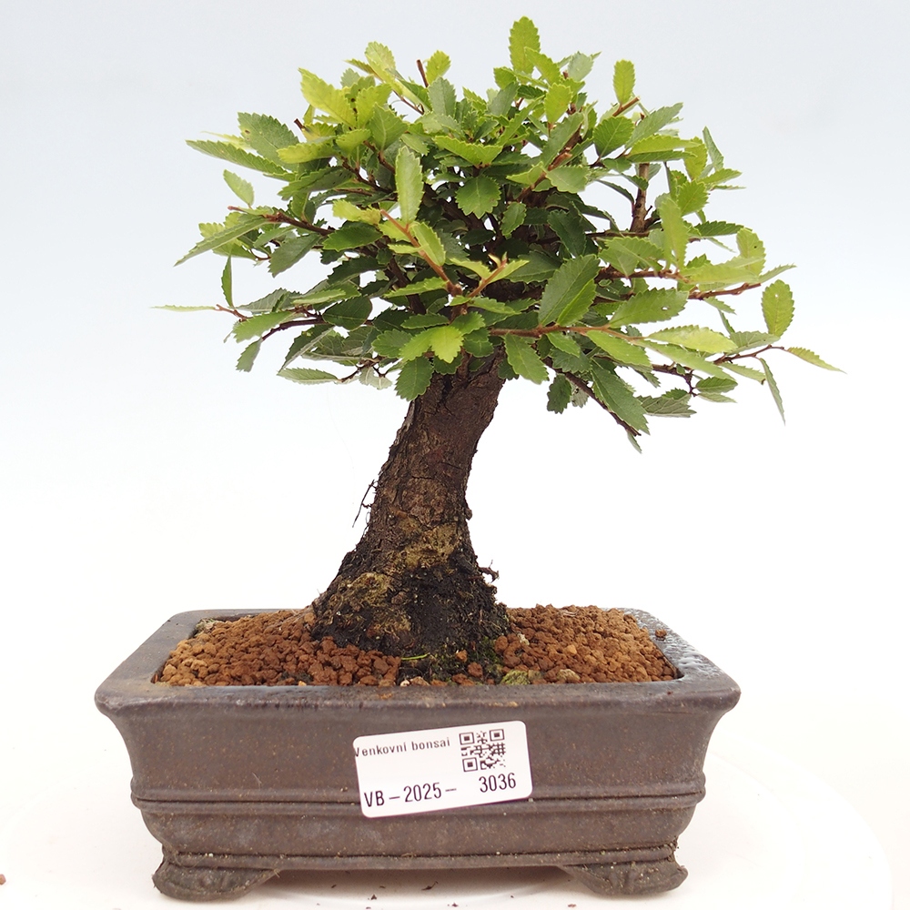 Bonsai de exterior - Zelkova - Zelkova NIRE