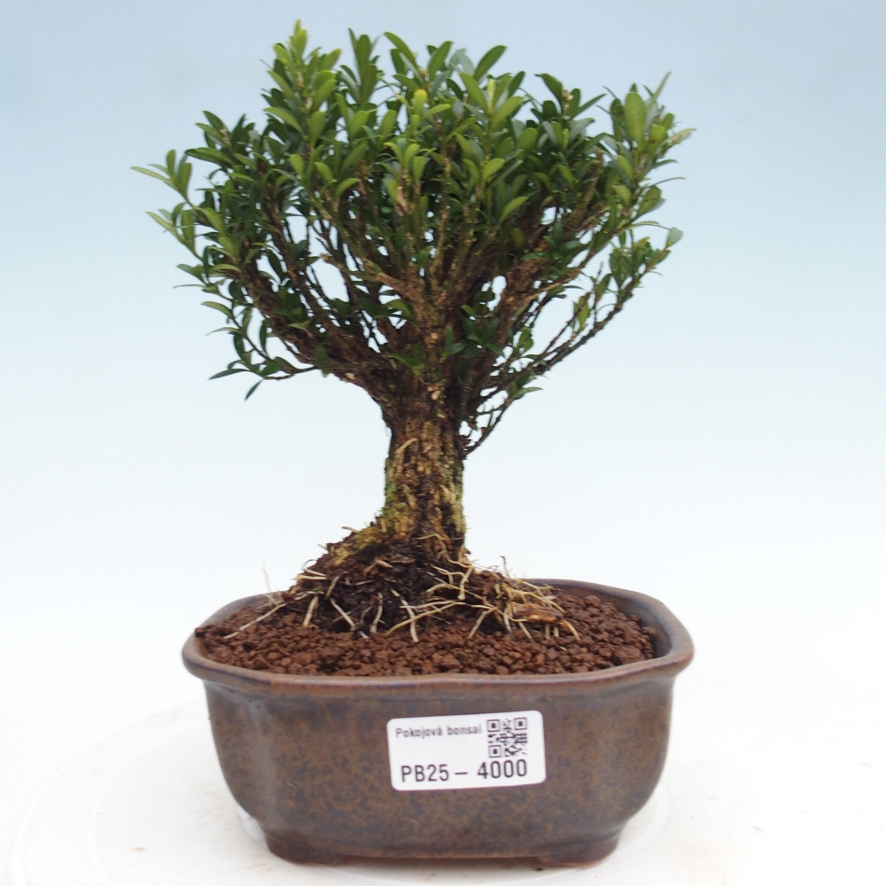 Bonsái de habitación - Buxus harlandii - buxus de corcho