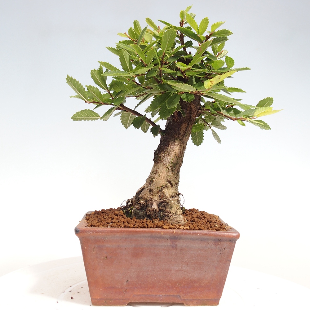 Bonsai de exterior - Zelkova - Zelkova NIRE