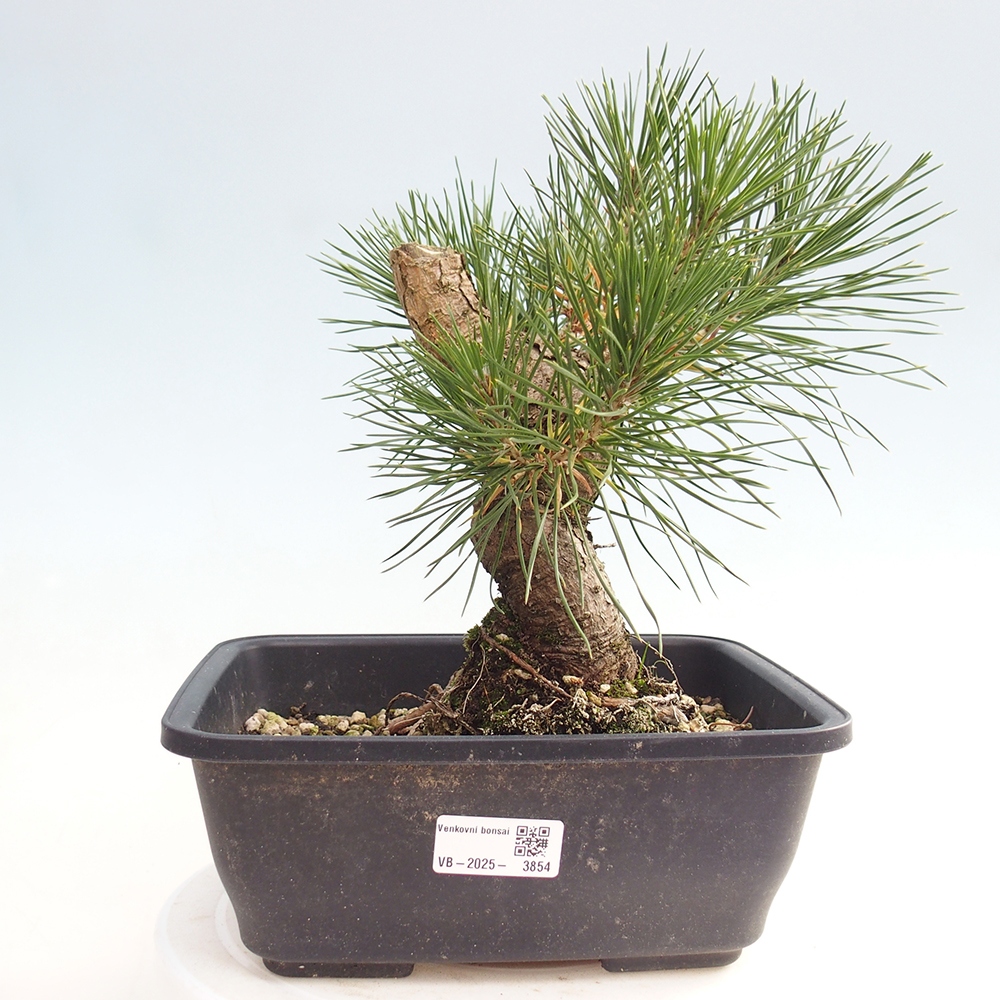 Bonsái de exterior - Pinus thunbergii - Pino Thunberg