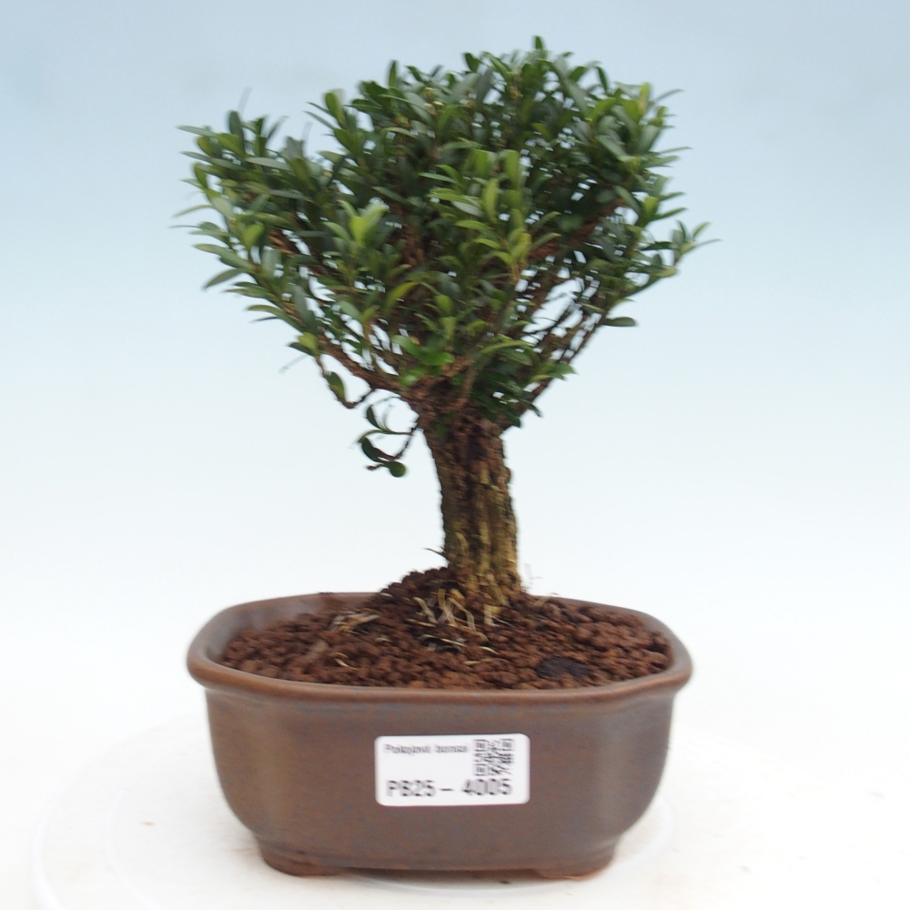 Bonsái de habitación - Buxus harlandii - buxus de corcho
