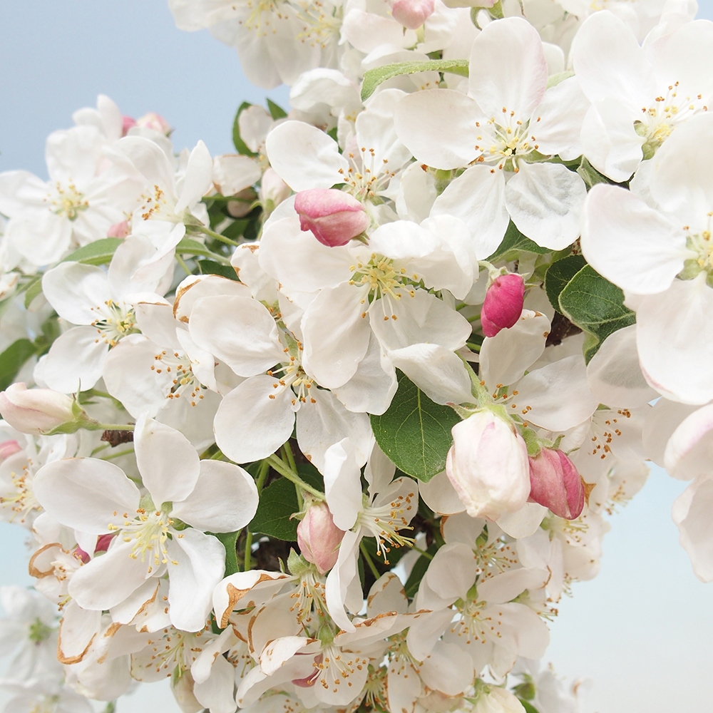 Bonsái de exterior -Malus halliana - Manzano de fruto pequeño