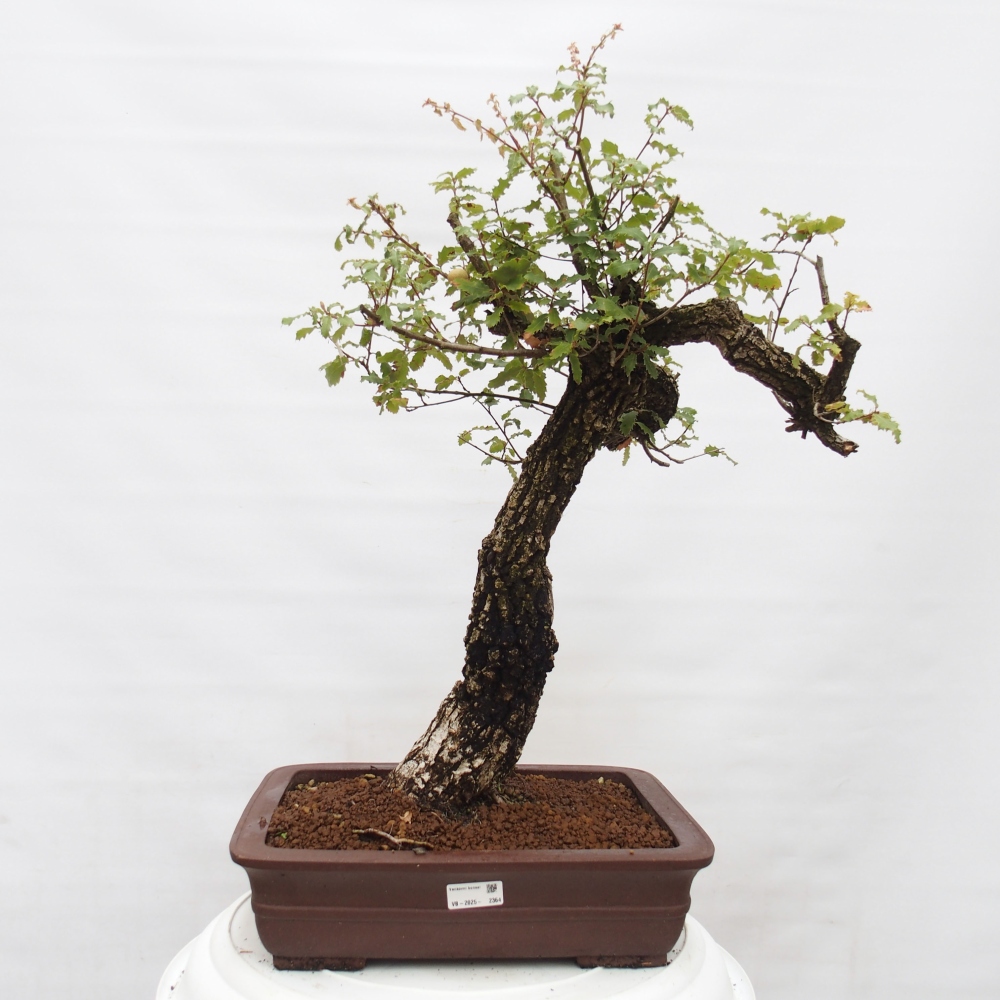 Yamadori - Quercus Ilex - Acebo de encina