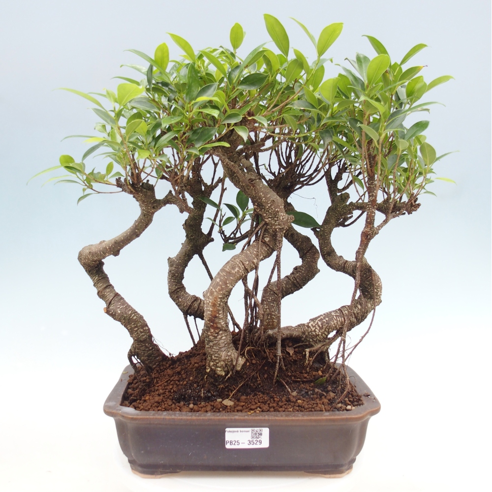 Bonsái de habitación - Ficus kimmen - ficus de hoja pequeña