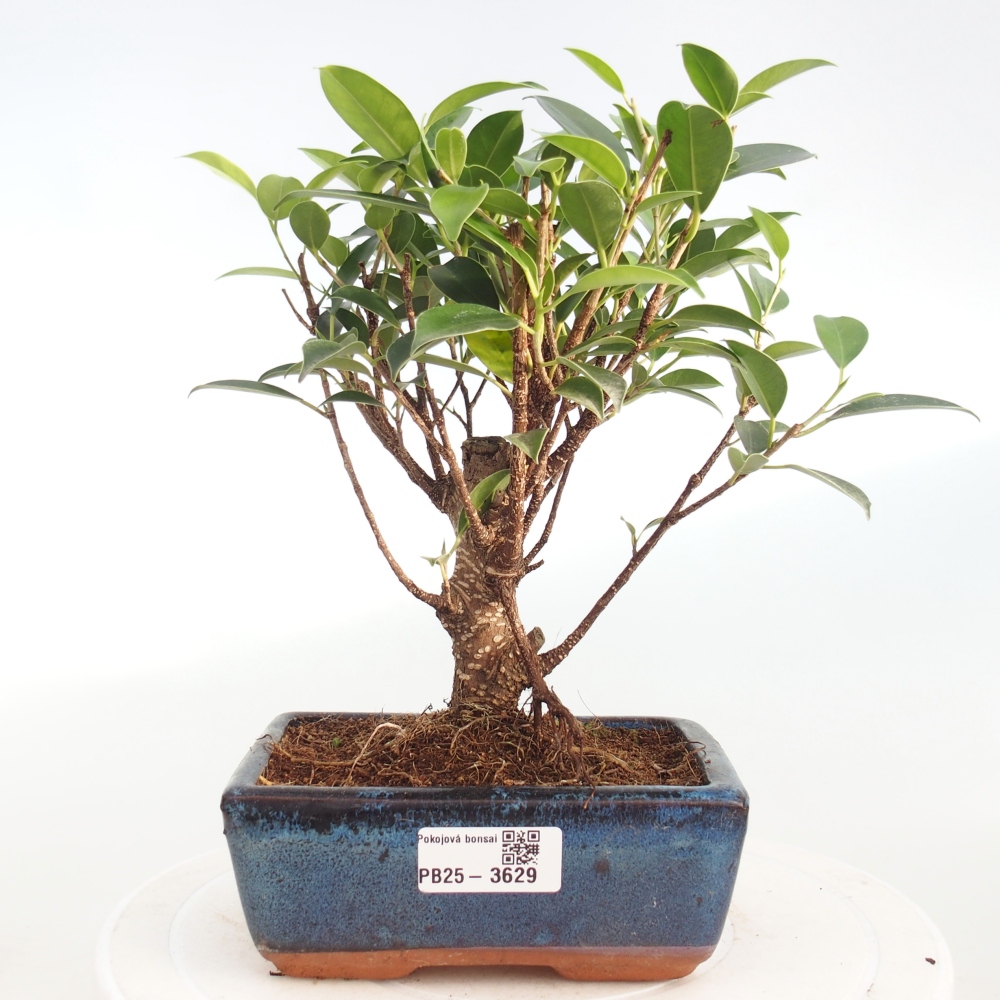 Bonsái de habitación - Ficus retusa - ficus de hoja pequeña