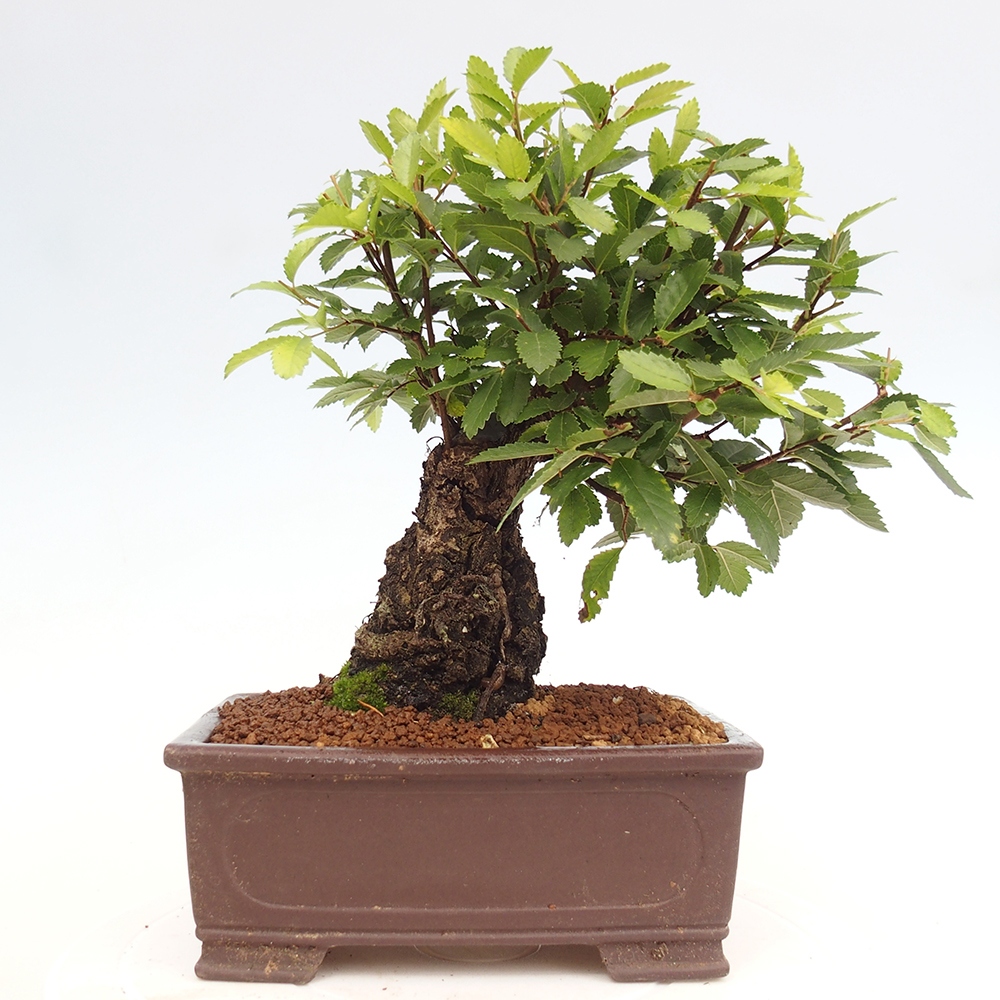 Bonsai de exterior - Zelkova - Zelkova NIRE