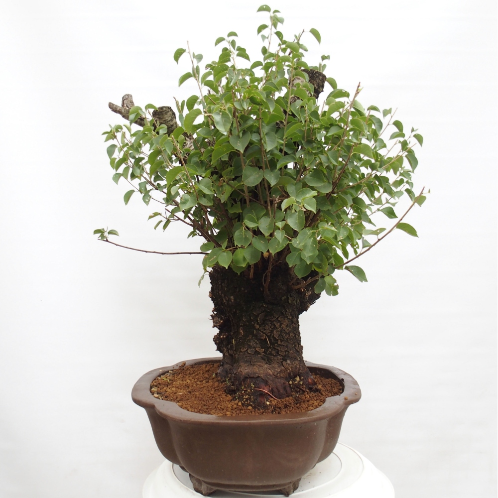 Bonsai de exterior - Mahalebka - Prunus mahaleb