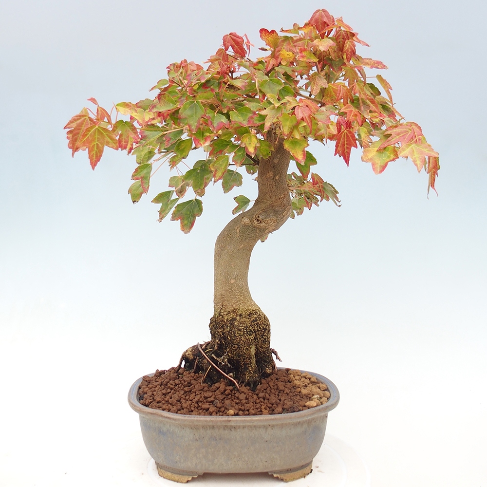 Bonsai de exterior - Acer Buergerianum - Arce hamburgués