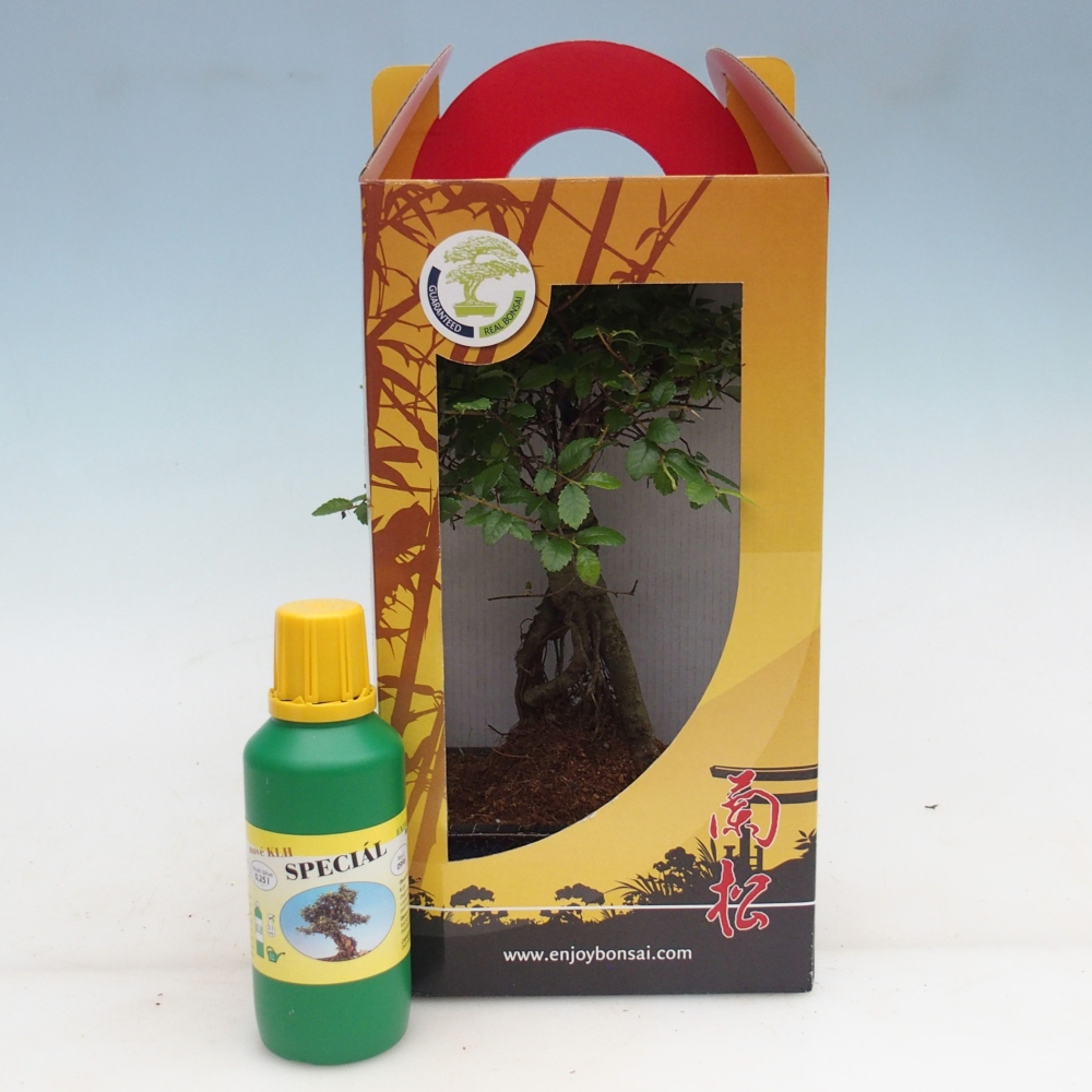 Ulmus parvifolia - Olmo chino