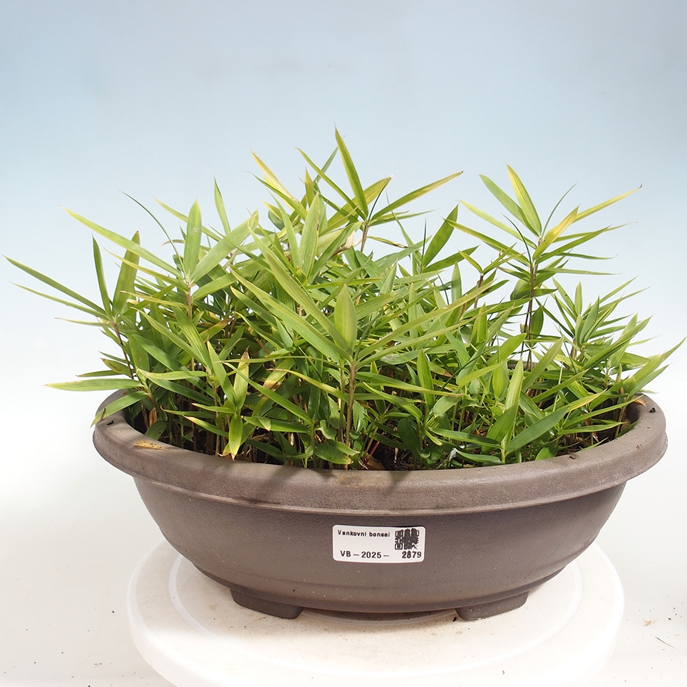 Bonsai de exterior - Pleioblastus argenteostriatus f.pumilus - Bambú enano