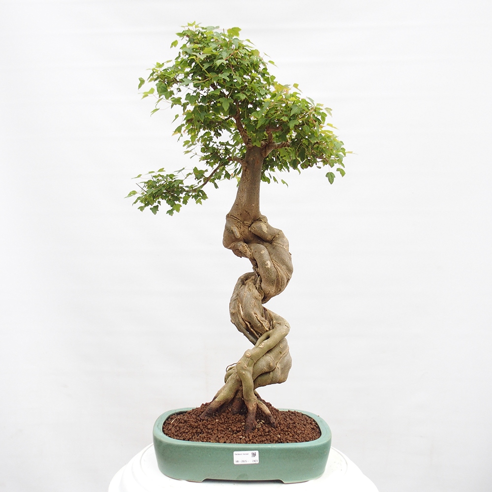 Bonsai de exterior - Acer Buergerianum - Arce hamburgués