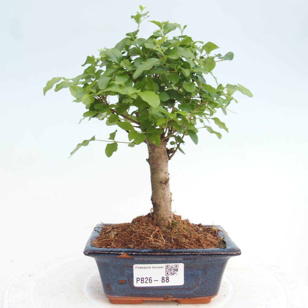 Bonsái de habitación -Ligustrum chinensis - Pico de pájaro